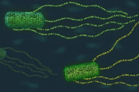 Synthetic Biology : Bagaimana Caranya Memprogram Mikroorganisme Sesuai Keinginan Kita?