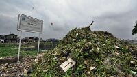 Sampah Organik Solusi Pakan Ternak Indonesia