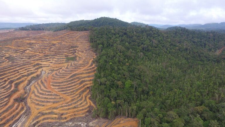 deforestasi hutan di kalimantan