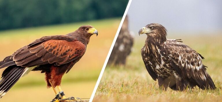 Sumber: https://opticsmag.com/hawk-vs-eagle/