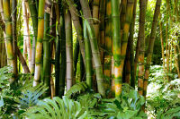 Bukan Hanya sebagai Perancah! Berikut 3 Fungsi Bambu dalan Dunia Konstruksi